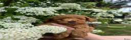 Toy Poodle dogs for sale: KC Toy Poodle- Only one left - Advert 6