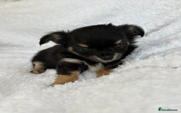 Chihuahua dogs for sale: Champion Line Chihuahua miniature puppies  - Image 13