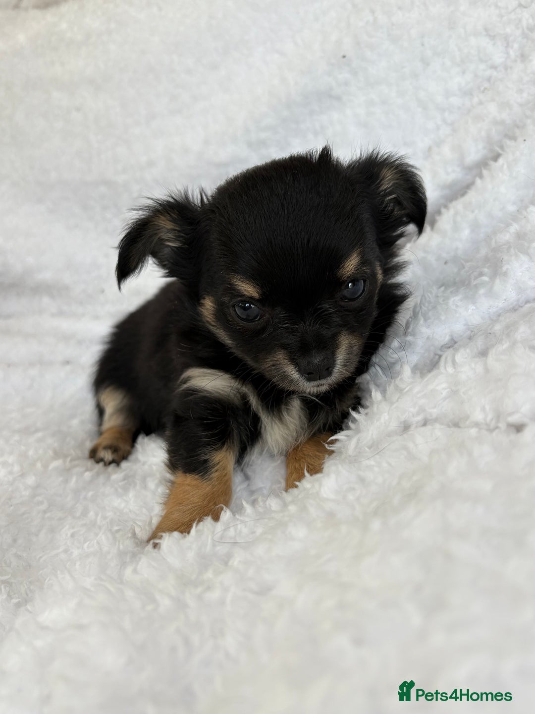 Chihuahua dogs for sale: Champion Line Chihuahua miniature puppies  - Image 13