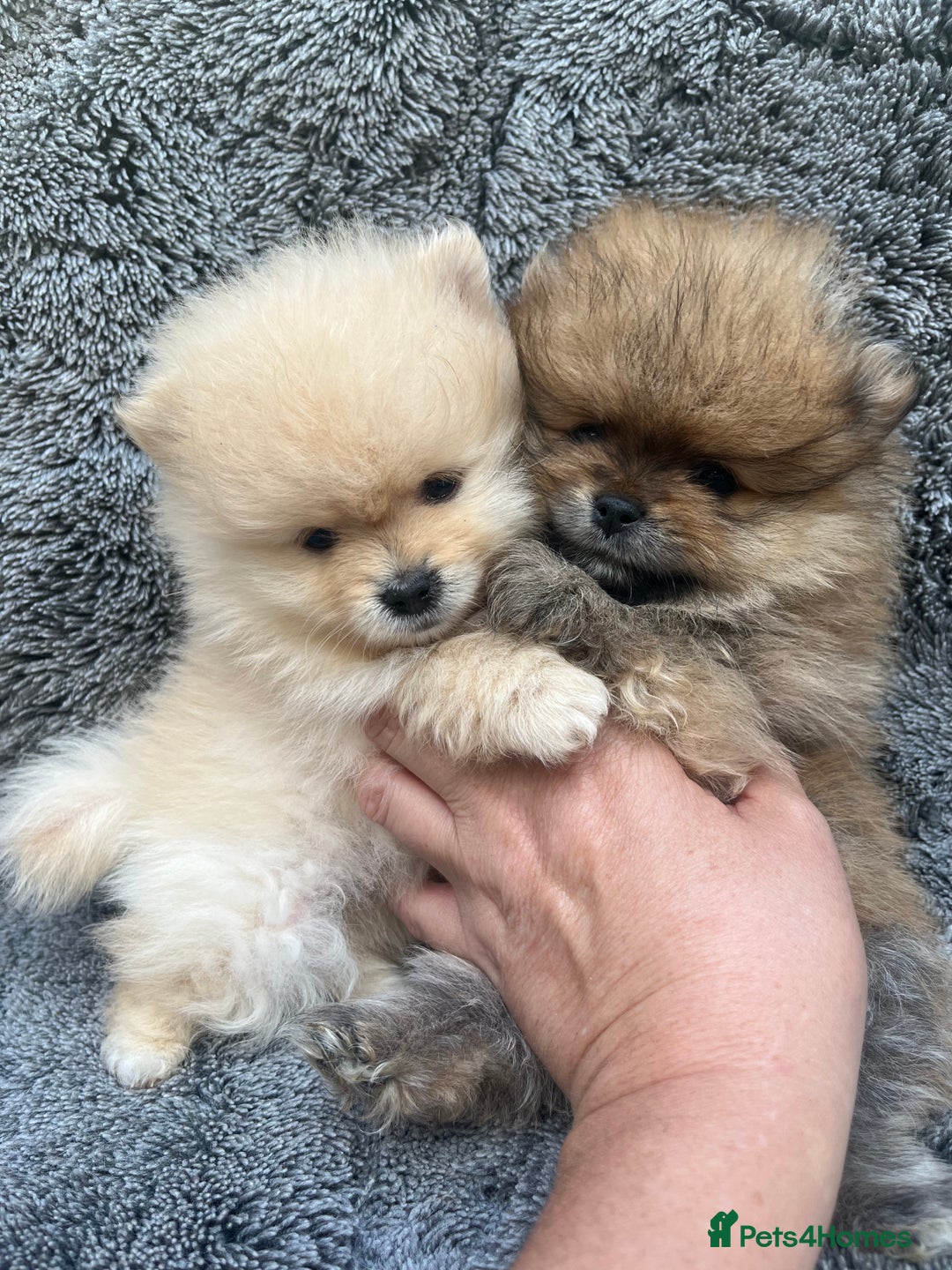 Pomeranian dogs for sale: Pomeranian  puppies  - Image 24