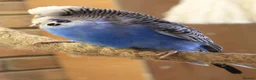 Budgerigars birds for sale: Budgies  in Sleaford - Advert 12
