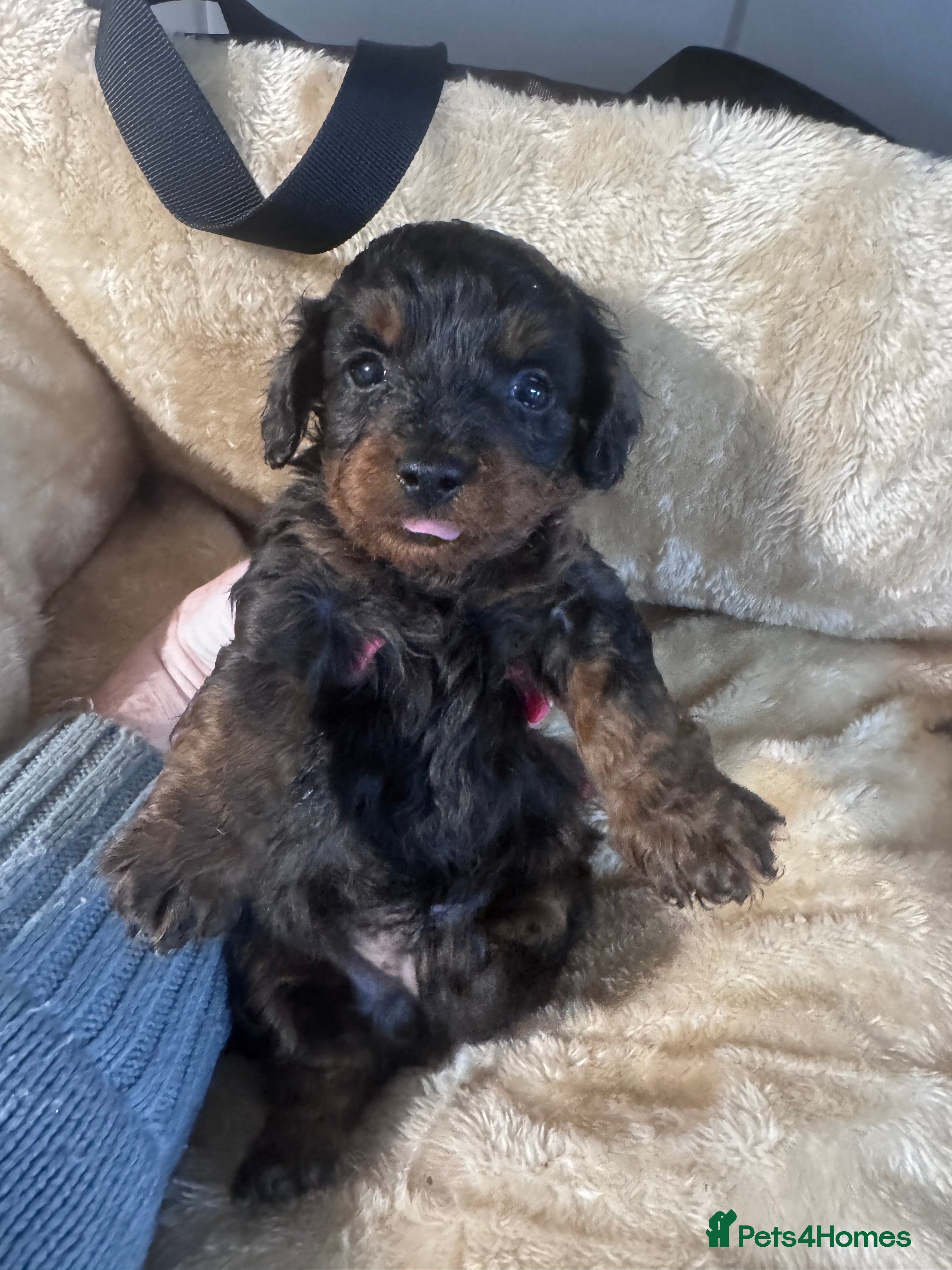 Doxiepoo dogs Beautiful doxipoo baby’s  - Advert 2