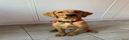 Labrador Retriever dogs for sale: Labrador Retriever  in Colchester - Advert 17