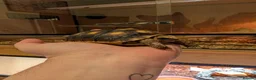 Tortoise reptiles for sale: 9 month old red foot tortoise  in Gosport - Advert 2