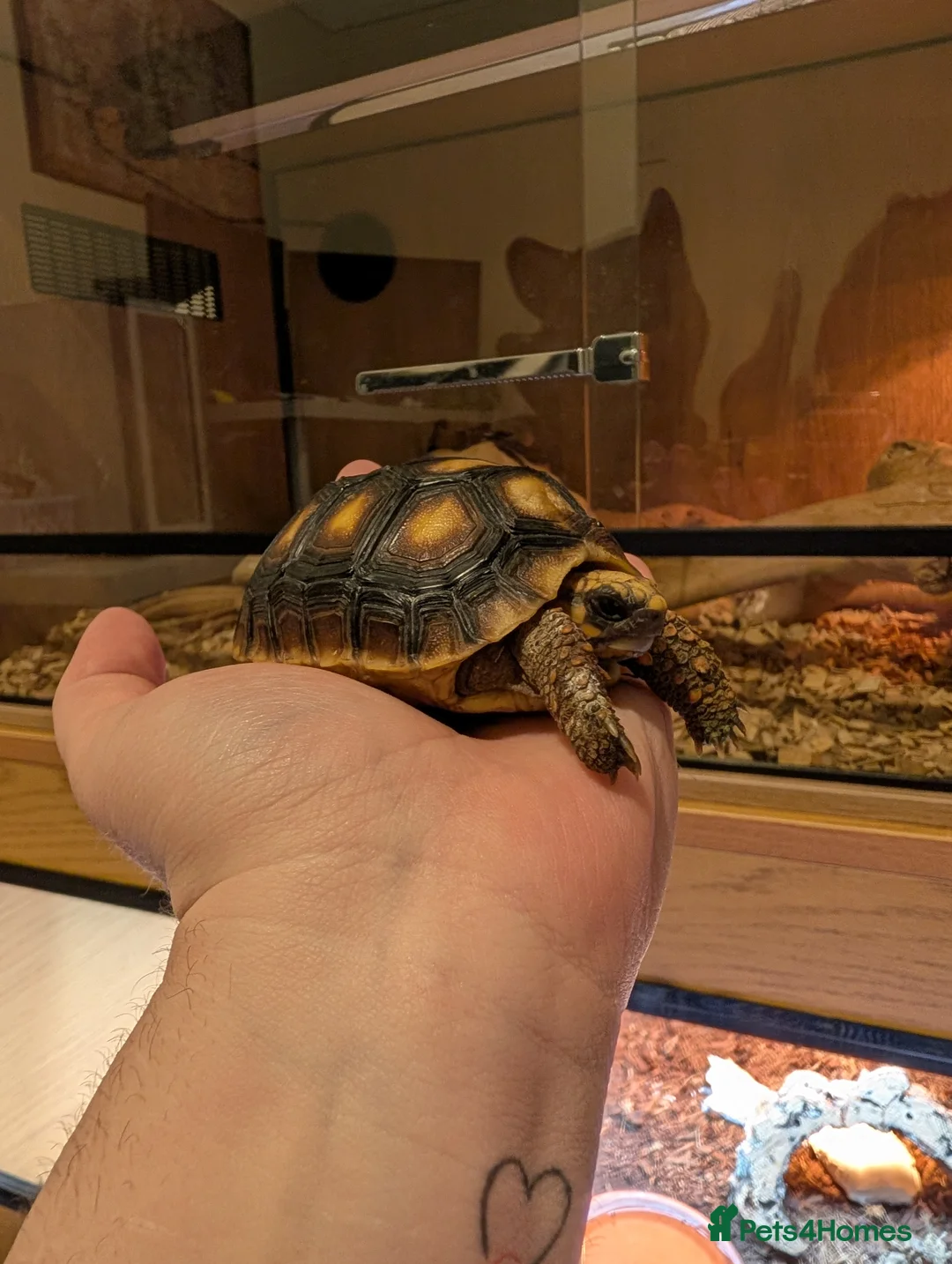 Tortoise reptiles for sale: 9 month old red foot tortoise  in Gosport - Advert 2