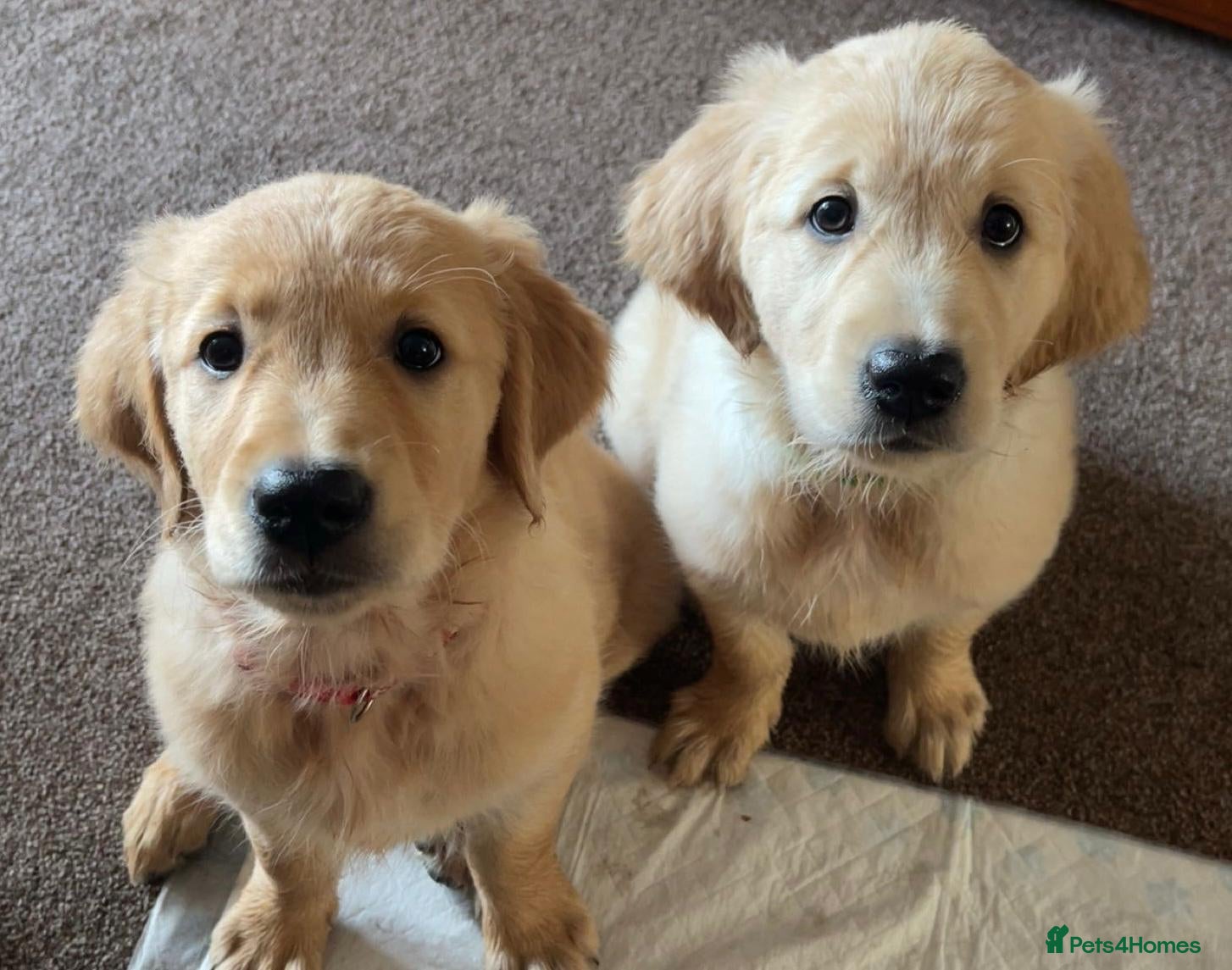 Golden Retriever dogs Chunky KC Female Golden Retrievers - Advert 1