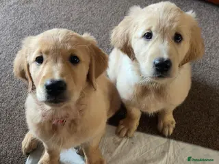 Golden Retriever dogs Chunky KC Female Golden Retrievers - Advert 1