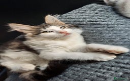 Domestic Shorthair cats for sale: Adorable Kittens Looking for Loving Homes! - Image 3