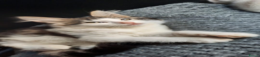 Female kitten 
