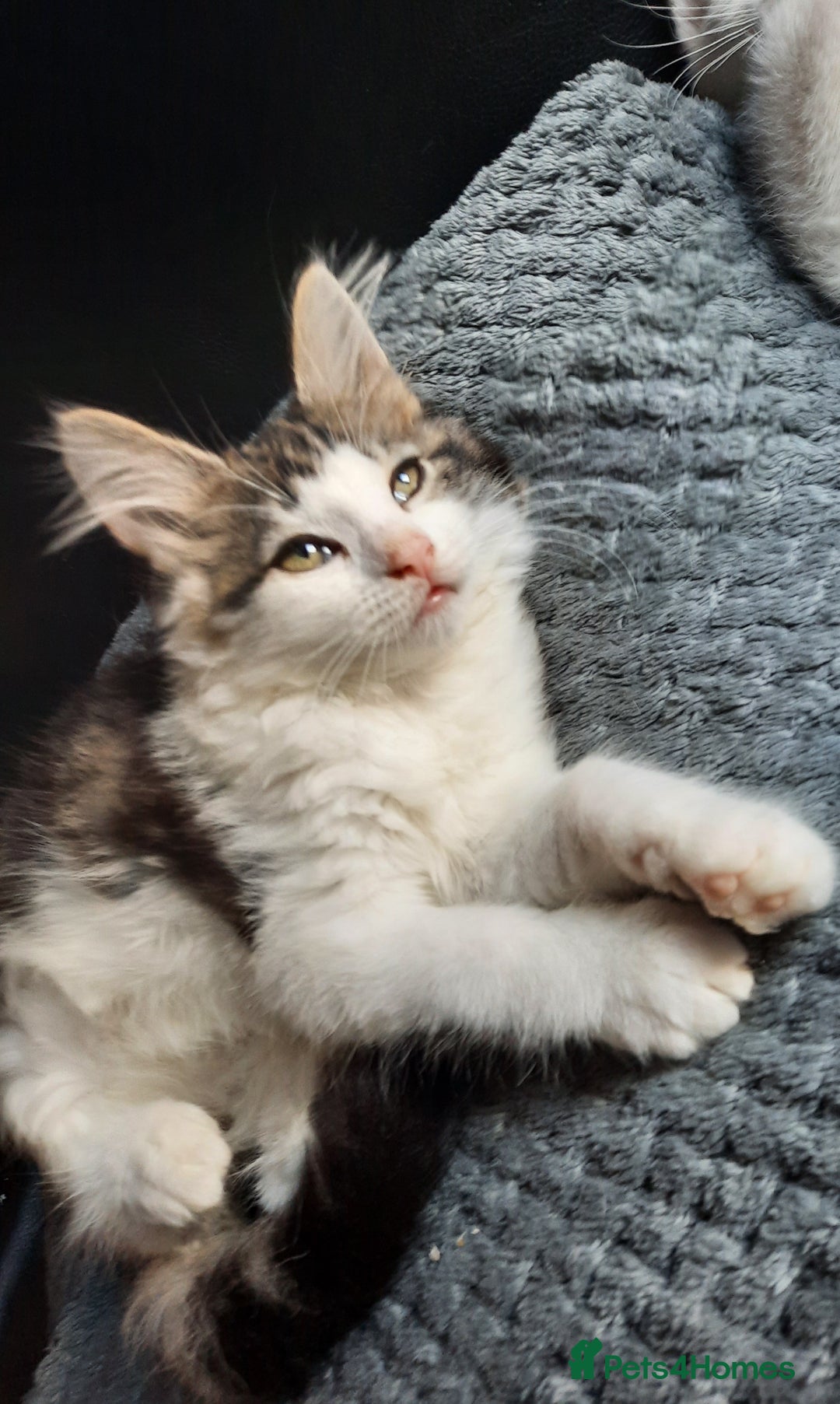 Domestic Shorthair cats for sale: Adorable Kittens Looking for Loving Homes! - Image 3