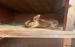 Californian rabbits for sale: 2 Female Californian Rabbits. - Image 3