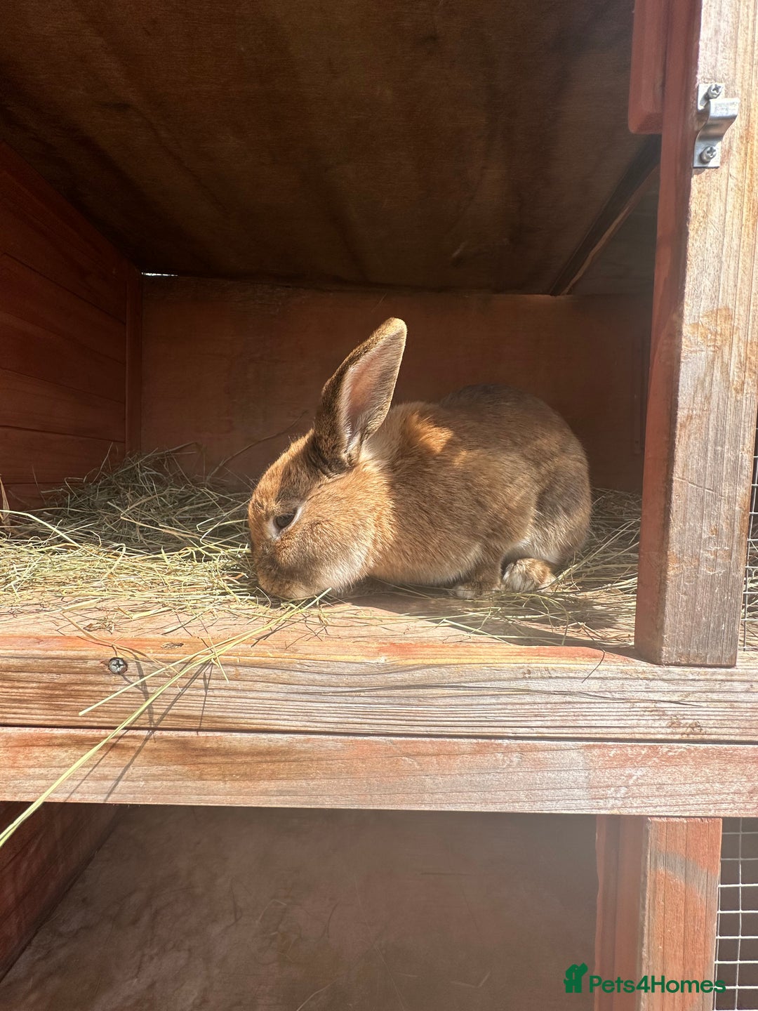 Californian rabbits for sale: 2 Female Californian Rabbits. - Image 3
