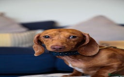 Miniature Dachshund dogs for sale: 5 STAR LICENSED - CEZARBLUE SMOOTH KC MINIATURES  - Image 14