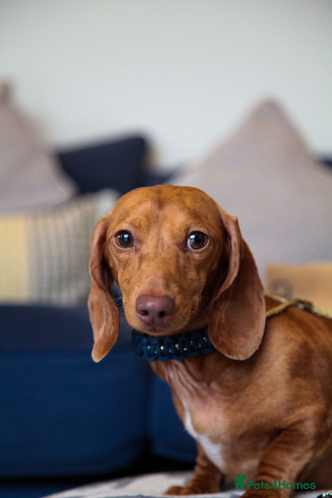 Miniature Dachshund dogs for sale: 5 STAR LICENSED - CEZARBLUE SMOOTH KC MINIATURES  - Image 14