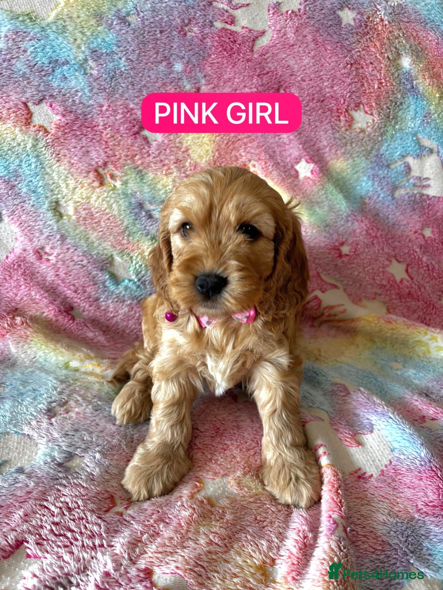 Cockapoo dogs Cockapoo❤❤❤ - Advert 2