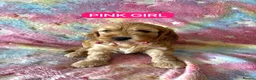 Cockapoo dogs for sale: Cockapoo❤❤❤ - Advert 2