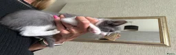 Ragdoll cats for sale: 3 Ragdoll X Tabby kittens. Ready now - Advert 6