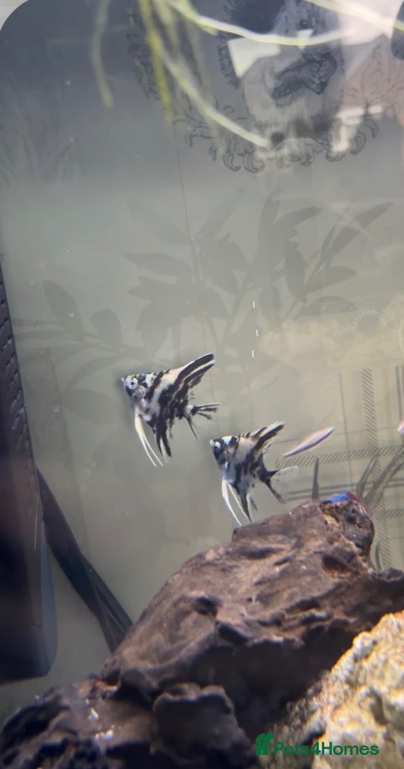 Angelfish fish for sale: Male and female angelfish pair - Advert 2