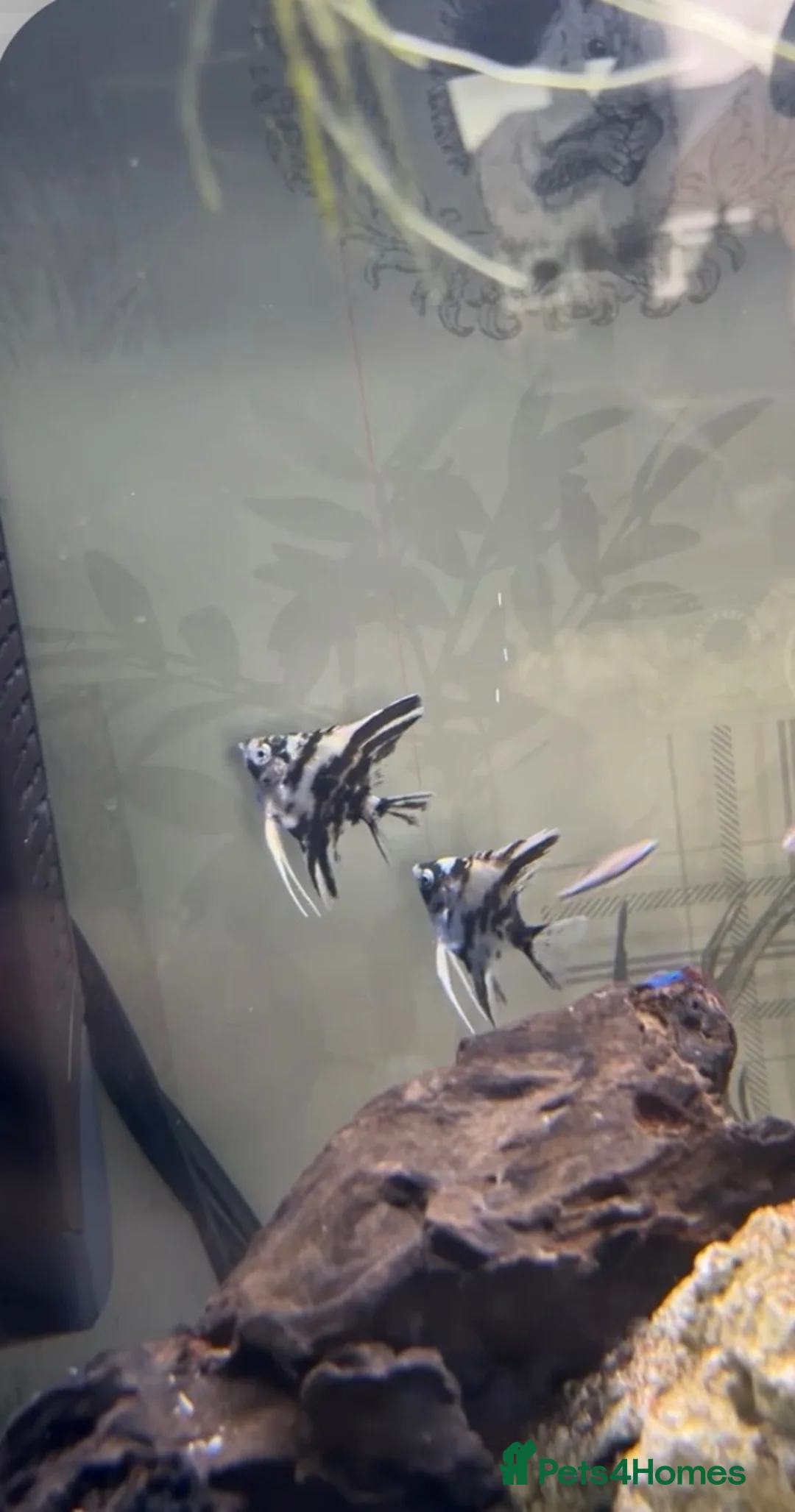 Angelfish fish for sale: Male and female angelfish pair in Goole - Advert 1
