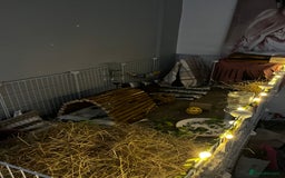 Guinea Pig rodents for sale: 3 sweet guinea pigs & cage & accessories - Image 4