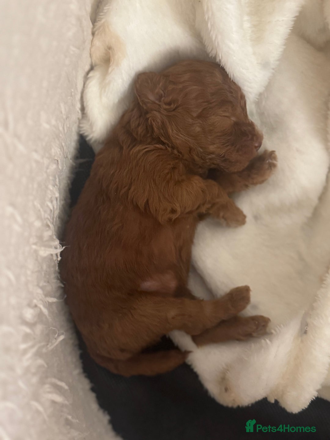 Toy Poodle dogs for sale: 1 Male toy poodle puppy left - Advert 2