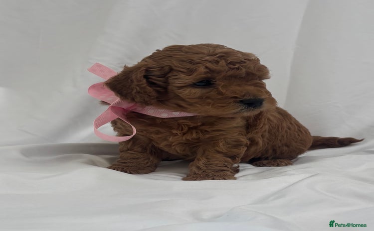 Cavapoo dogs - Advert 2