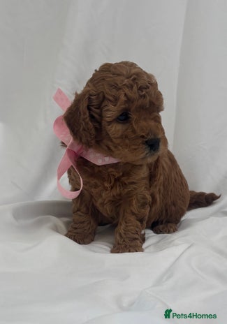 Cavapoo dogs - Advert 16