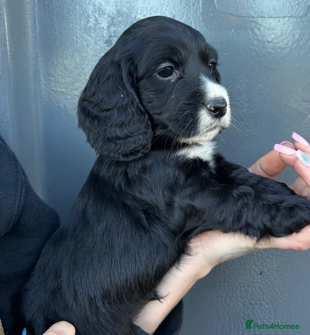 Cocker Spaniel dogs for sale: Beautiful Cocker Spaniel Pup Ready To Go 💙 - Advert 10
