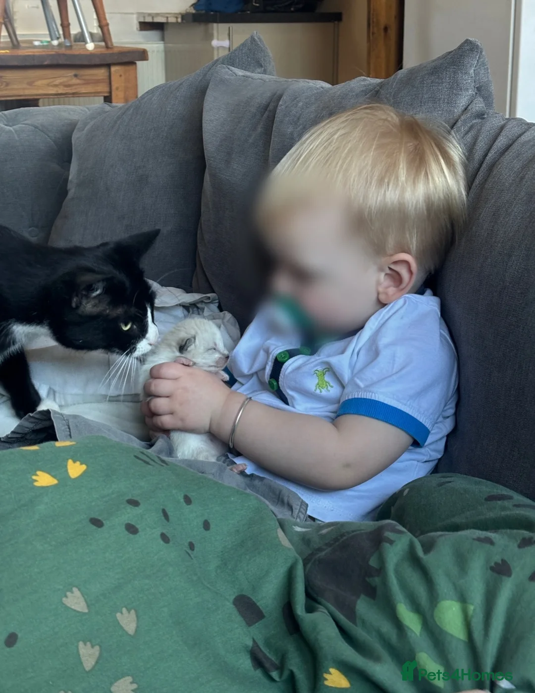 Mixed Breed cats for sale: Mix breed kittens - Advert 1