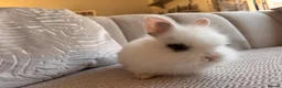 Lionhead rabbits for sale: Adorable Purebred Lionhead Bunny Babies - Advert 14