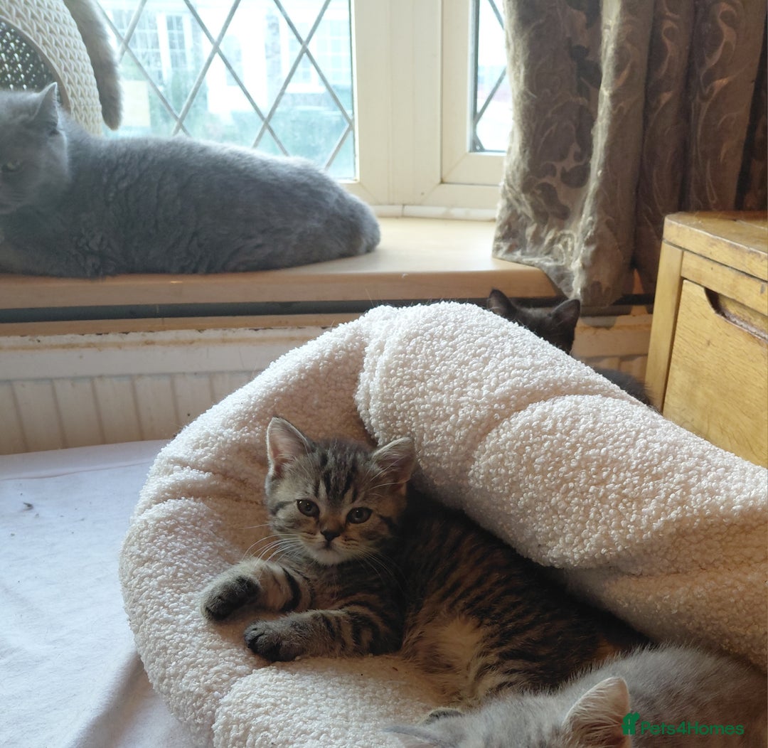British Shorthair cats for sale: Beautiful pedigree british shorthair kittens - Image 4