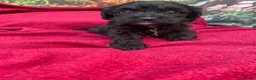 Cockapoo dogs for sale: American cockapoos - yankydoodles - Advert 3