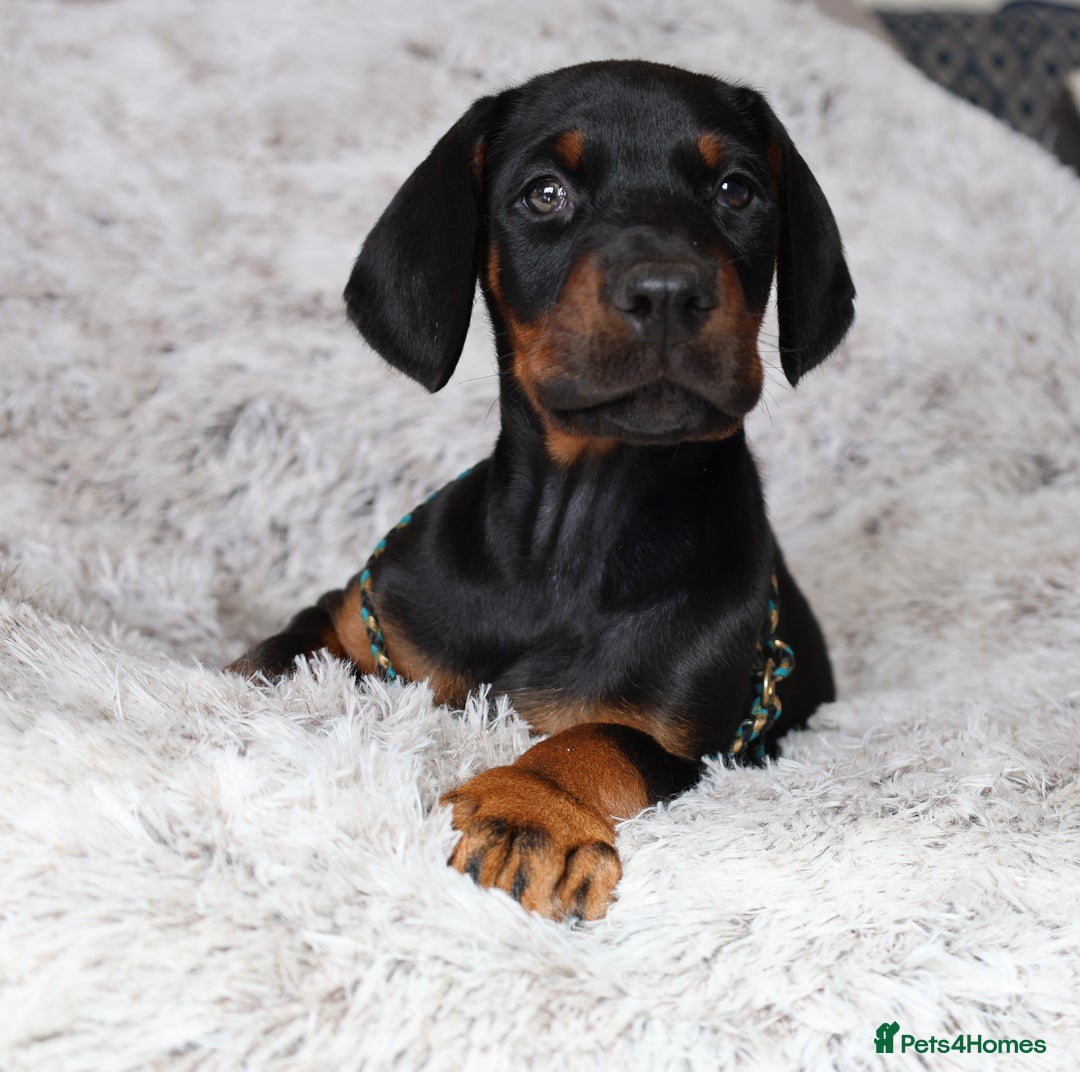 Dobermann dogs for sale: WAITLIST 2026 CEZARBLUE 5 STAR LICENSED ⭐️  - Advert 29