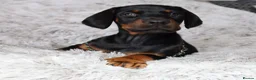 Dobermann dogs for sale: WAITLIST 2026 CEZARBLUE 5 STAR LICENSED ⭐️  - Advert 29