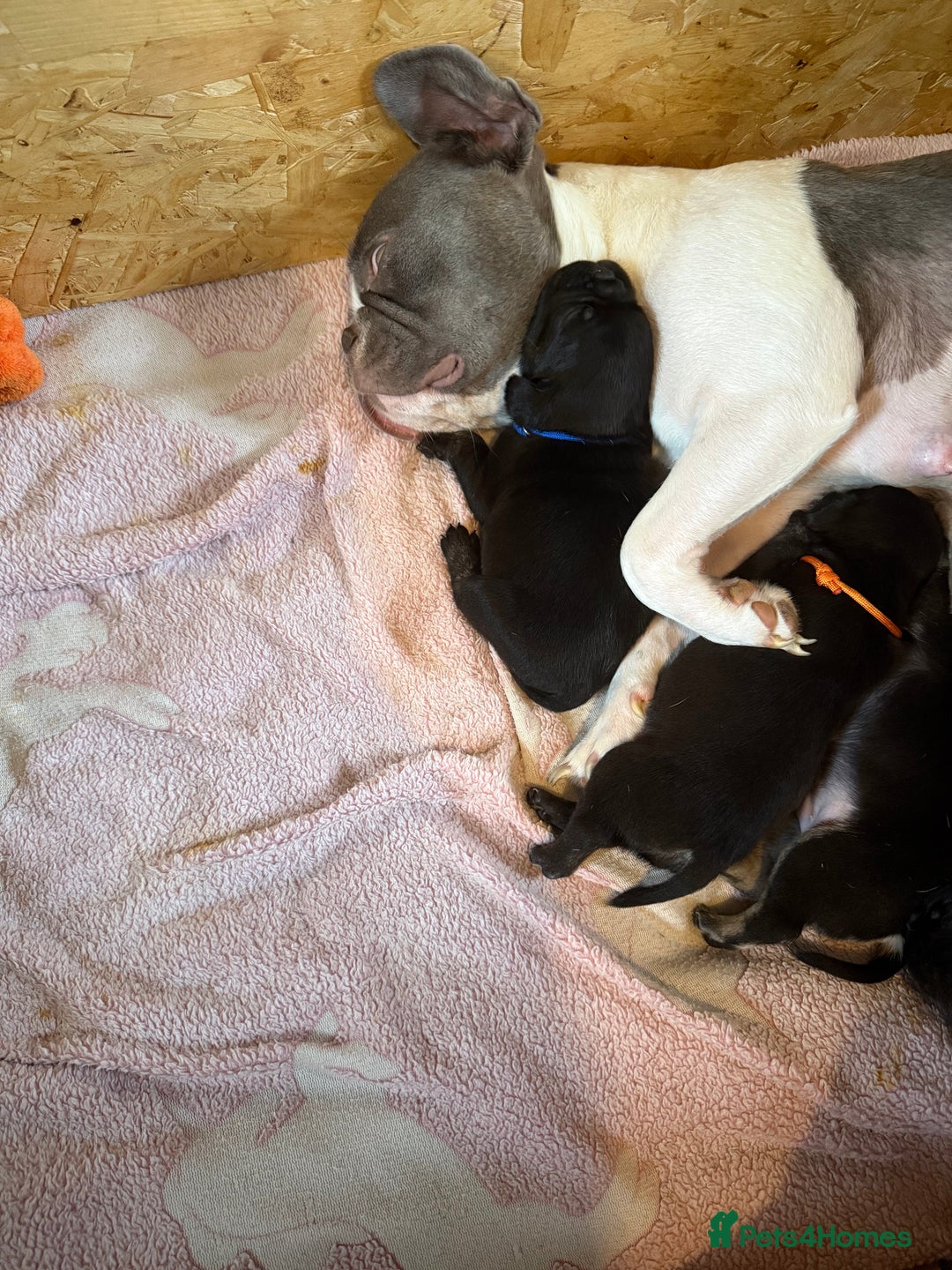 Frug dogs for sale: Puppies  - Image 5