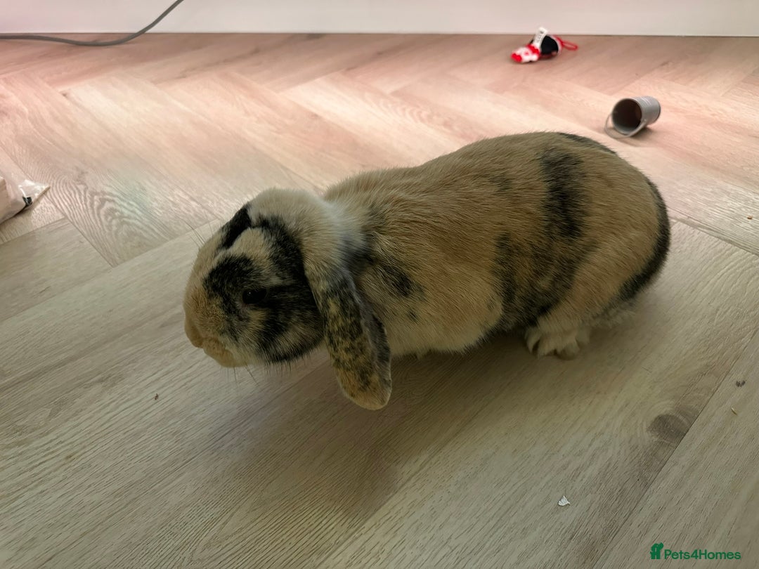Dwarf Lop rabbits for sale: 2 Female Dwarf Lop Rabbits - Advert 4