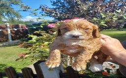 Cockapoo dogs for sale: Last one cockerpoo boy foxred  - Image 9