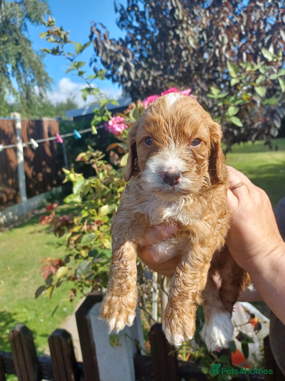 Cockapoo dogs for sale: Last one cockerpoo boy foxred  - Image 9