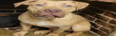 Mastiff 4
