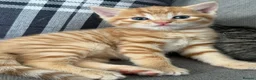 Mixed Breed cats for sale: 2 beautiful male kittens (Ready to leave 15/08) - Advert 14