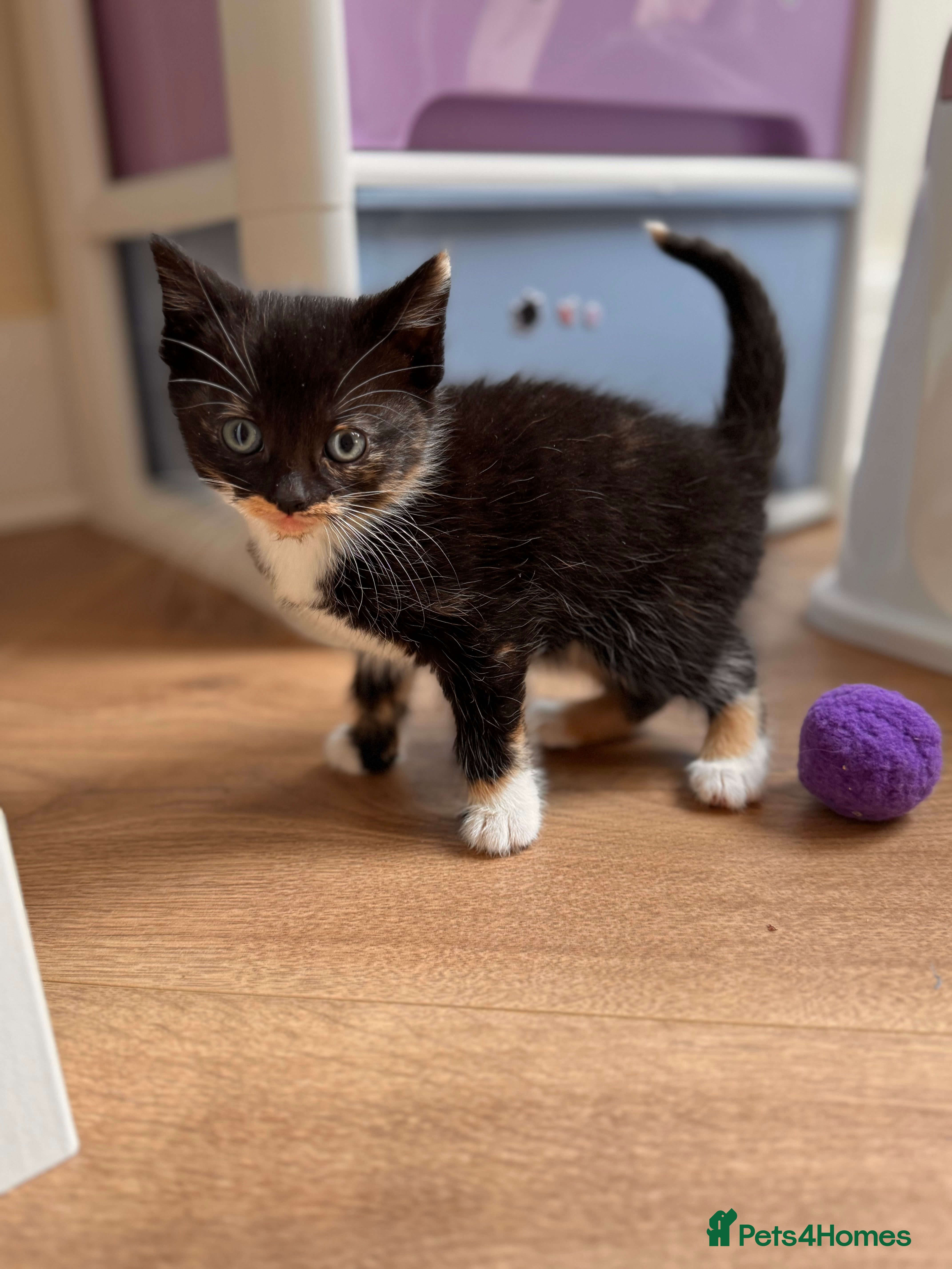 Mixed Breed cats Kittens ready now  - Advert 5