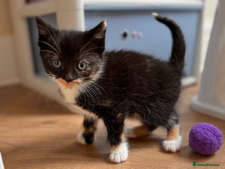 Mixed Breed cats Kittens ready now - Advert 2