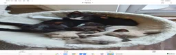 Mixed Breed cats for sale: Adorable house Kittens. - Advert 13