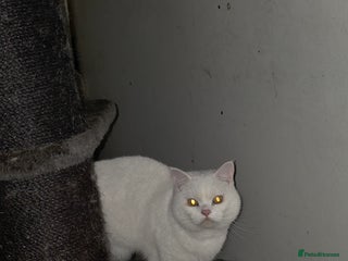 British Shorthair cats White British short hair - Advert 1