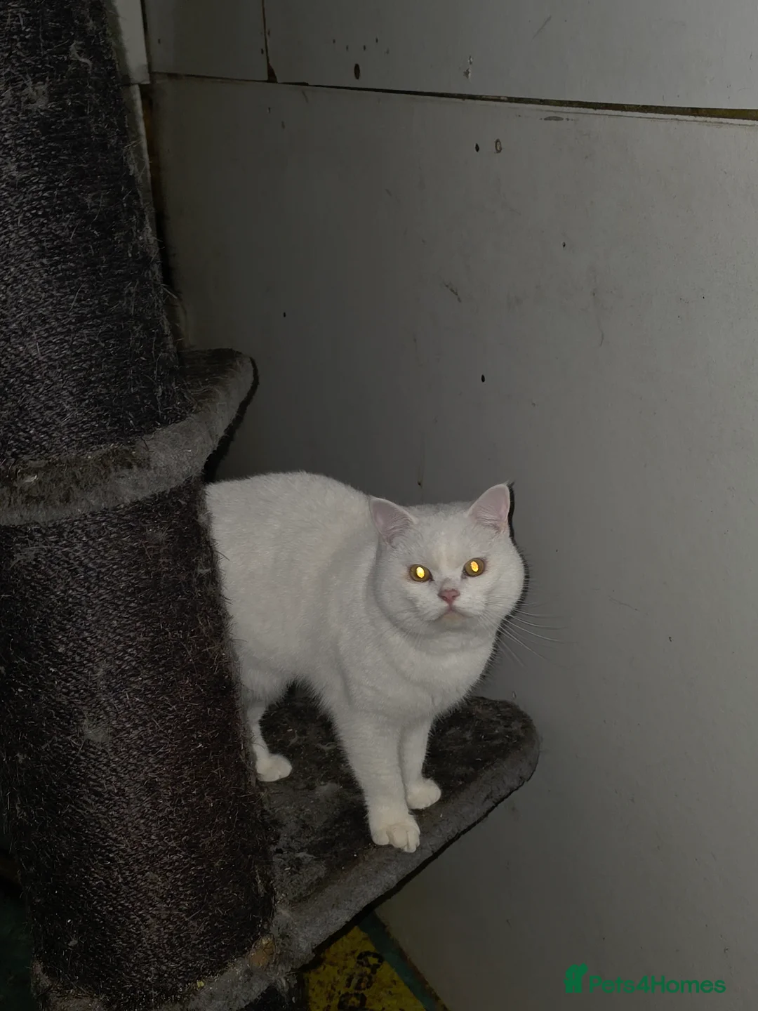British Shorthair cats for sale: White British short hair - Advert 1
