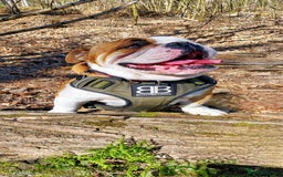 English Bulldog dogs for sale: KC registered Old English Bulldog - Image 4