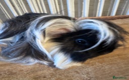 Guinea Pig rodents for sale: **FREE** Purebred Longhaired sows  - Image 11