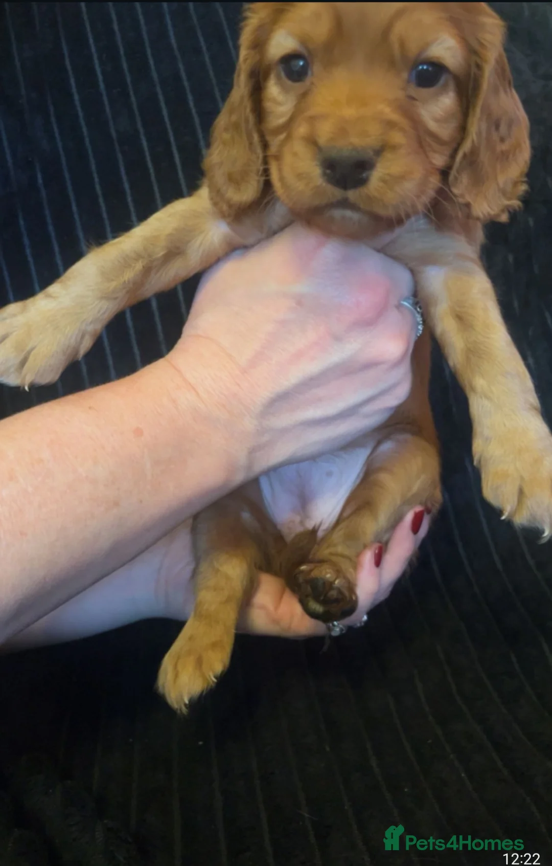 Cocker Spaniel dogs for sale: Working cocker spaniel puppies for sale - Advert 15