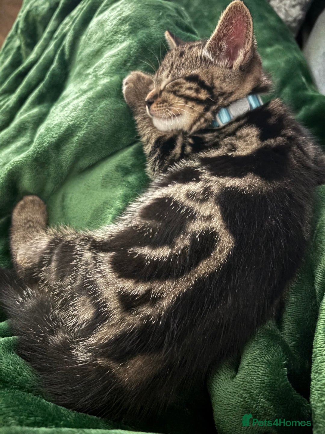 American Shorthair cats for sale: Tabby Kitten  - Image 22