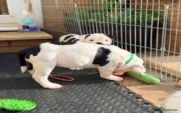 Old Tyme Bulldog dogs for sale: 🩷🩷Old Tyme Bulldog Puppies🩷🩷 - Image 12